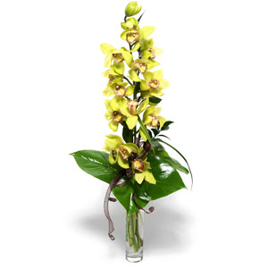  Ankara Glba ncek iek yolla 1 dal orkide iegi - cam vazo ierisinde -