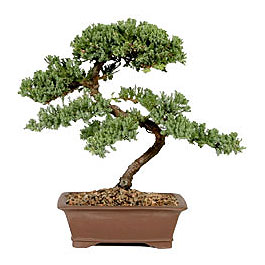 ithal bonsai saksi iegi  Ankara Eymir Glba iek gnder