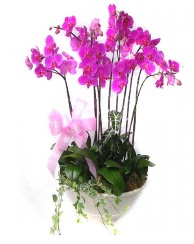 9 dal orkide saks iei  Ankara Glbaieki 