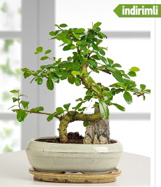 S eklinde ithal gerek bonsai japon aac  Ankara Glba Oyaca iek sat 