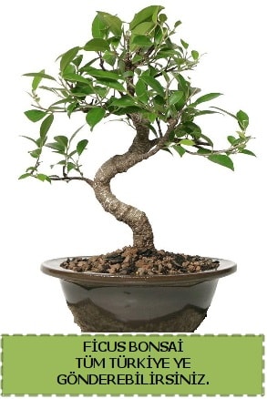 Ficus bonsai  Ankara Eymir Glba iek gnder
